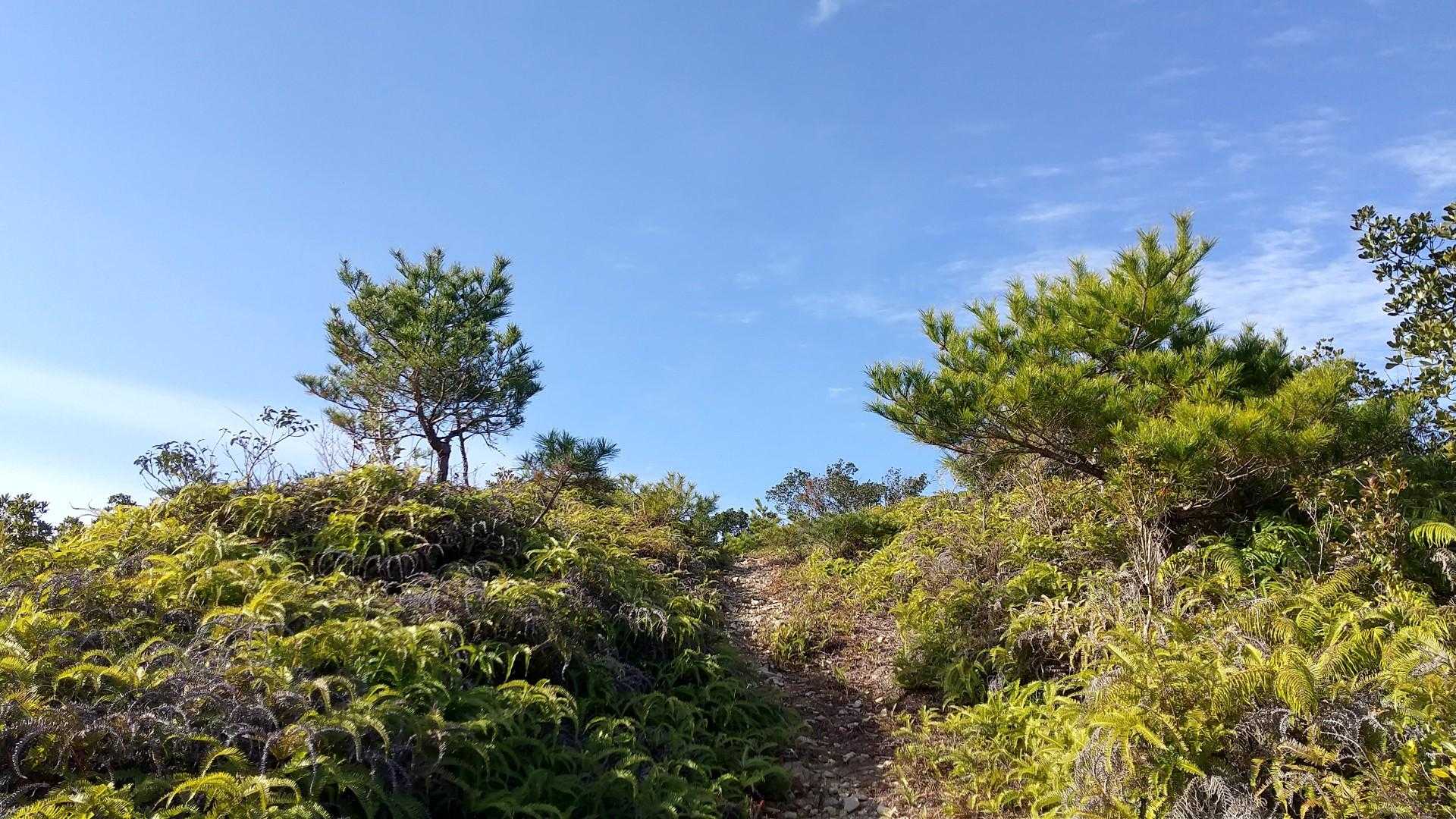 ここ登ったら眺望が良さそう。って所がたくさんあります。