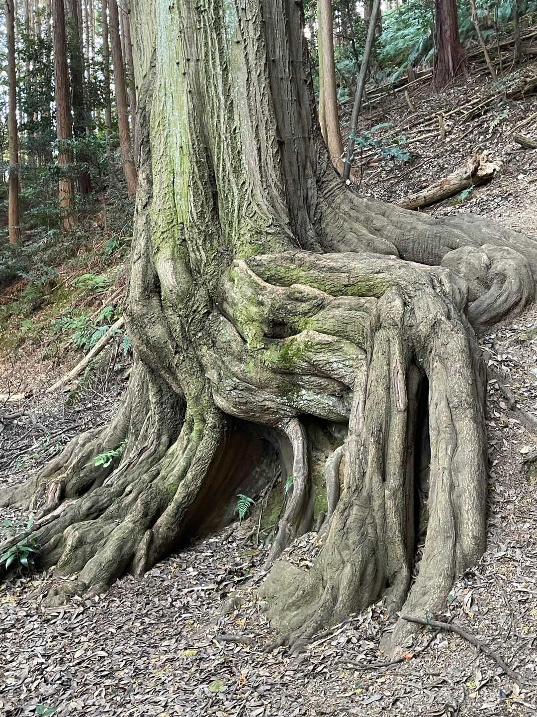 健脚1合目シンボルツリー🌲
たまには違う角度から