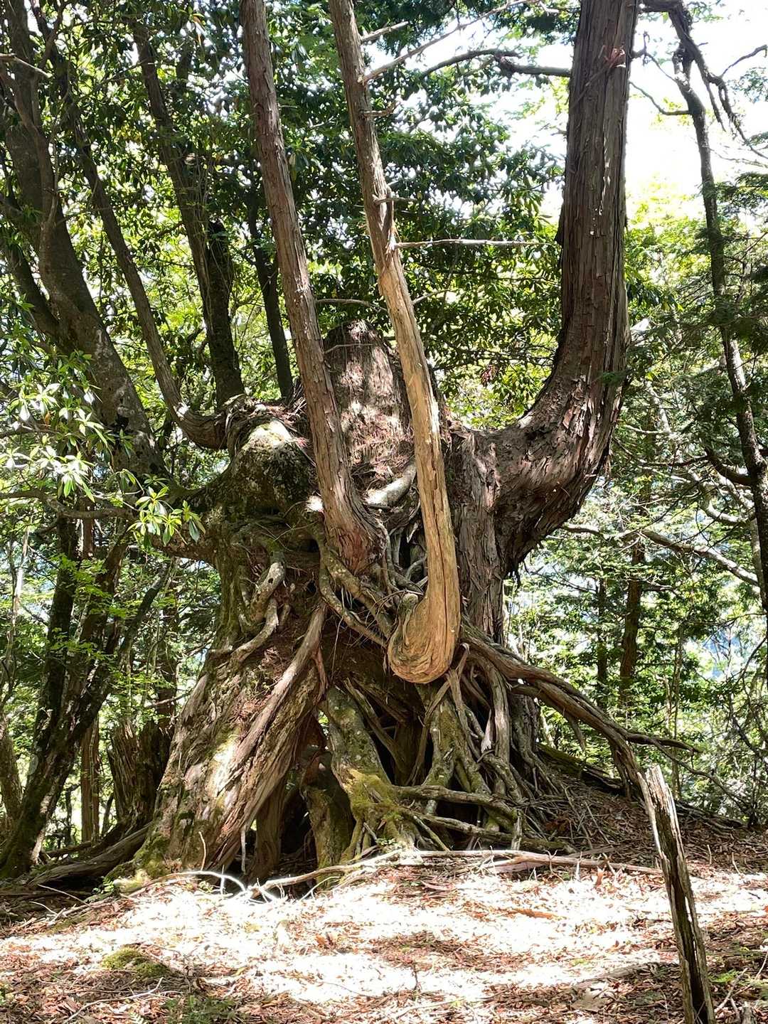登りは気づかなかったが
エイリアン👾だ
色んな木が混じって😱
