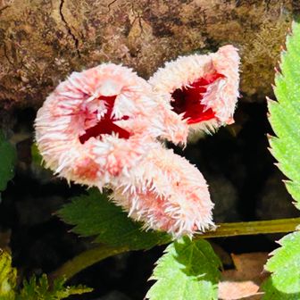 シロキツネノサカヅキモドキ