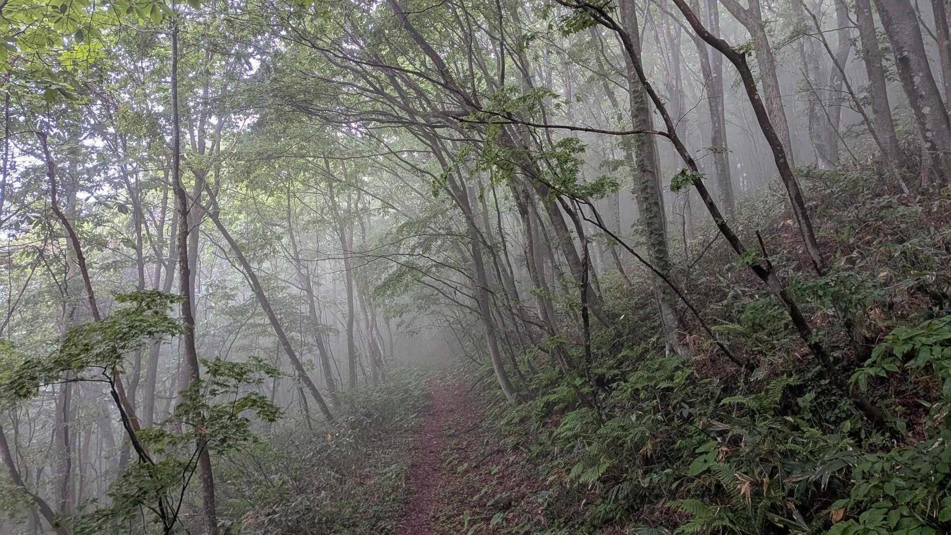 神秘的な霧の世界へ突入