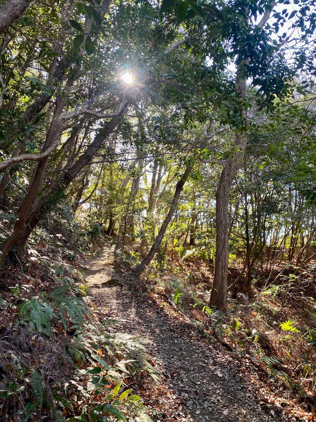 小笠山 往復コースの写真