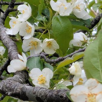 りんごの花らしいです！
あの🍎の木🤔
山中に有るなんて！