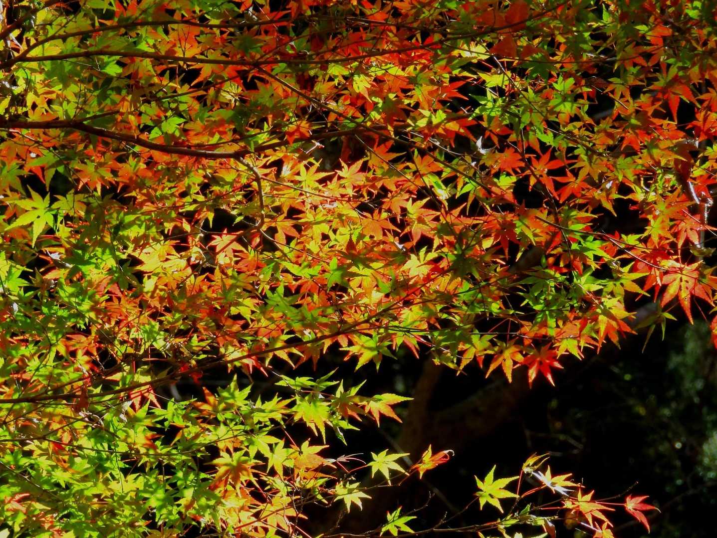 若い木だね🍁