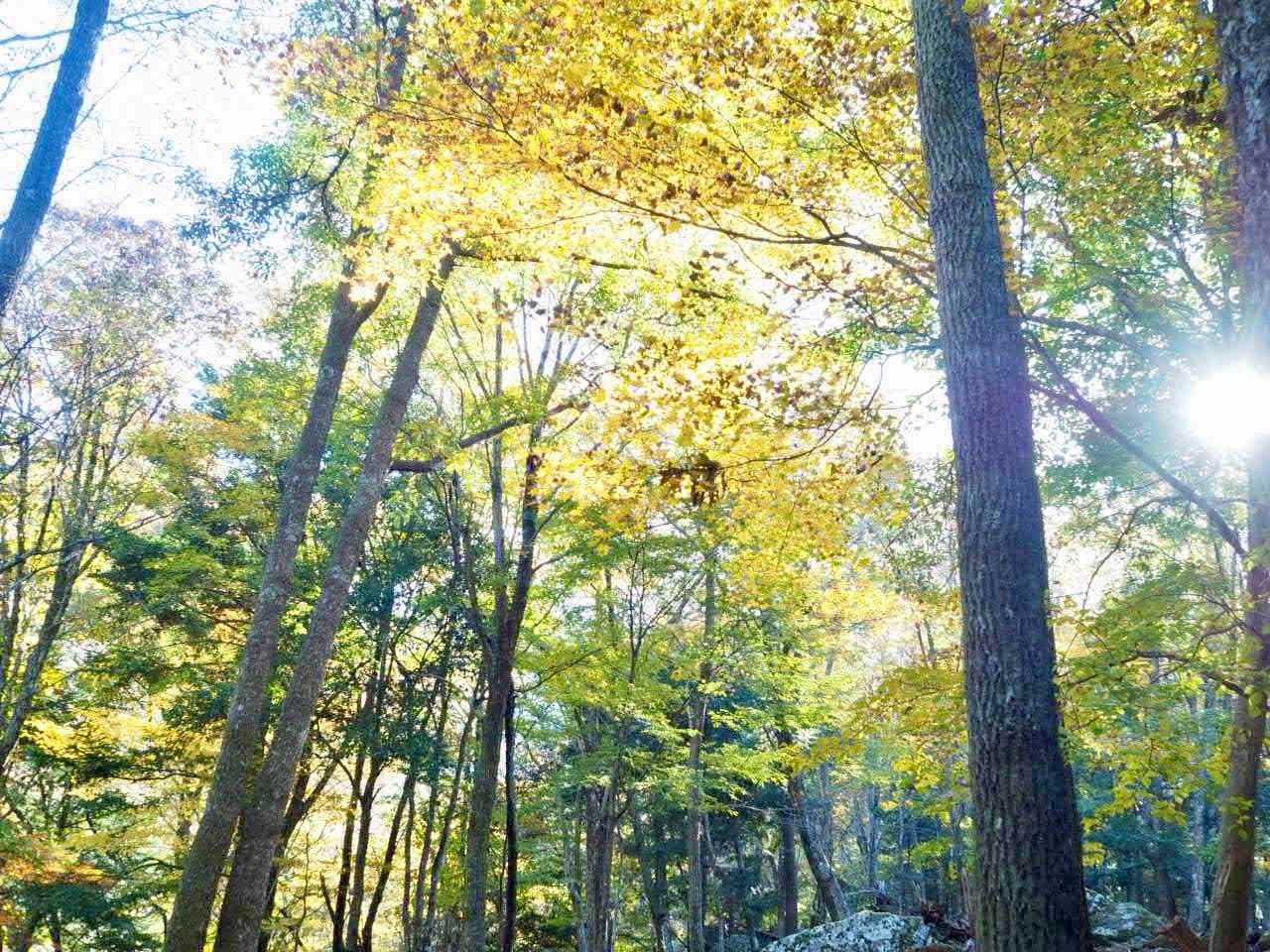紅葉の森を歩く
