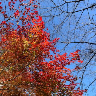 虚空蔵尊のもみじ