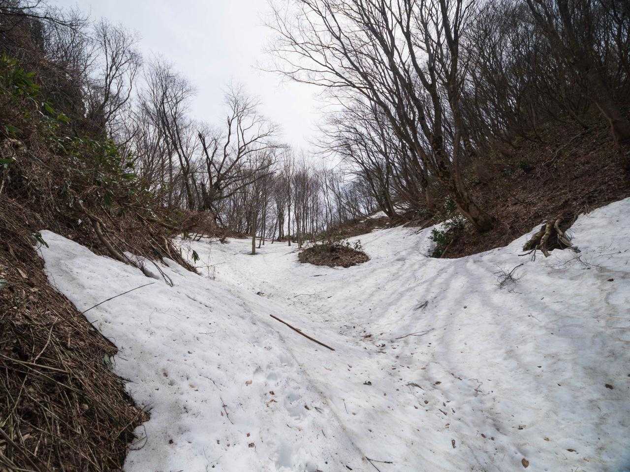 お花はない。ニリンソウ群落は雪の下
