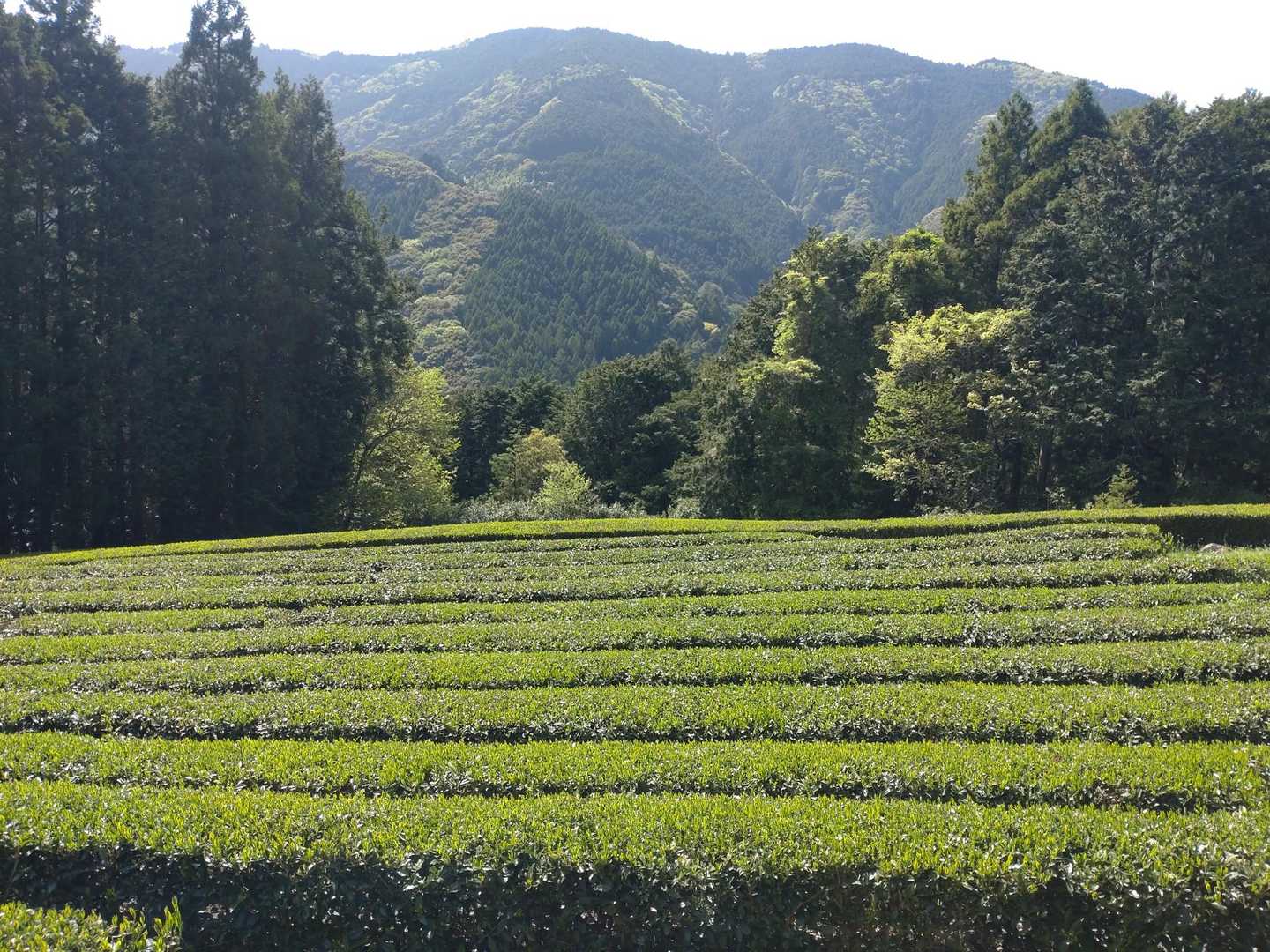峠バス停-びく石登山道入口-石谷山 周回コースの写真