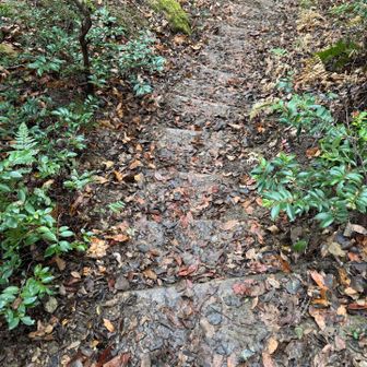 紀泉アルプス・飯盛山・ボンデン山 ええ感じの段差が続きます🤭

滑らなくていいし、これくらいのがあるのはいい感じ👍