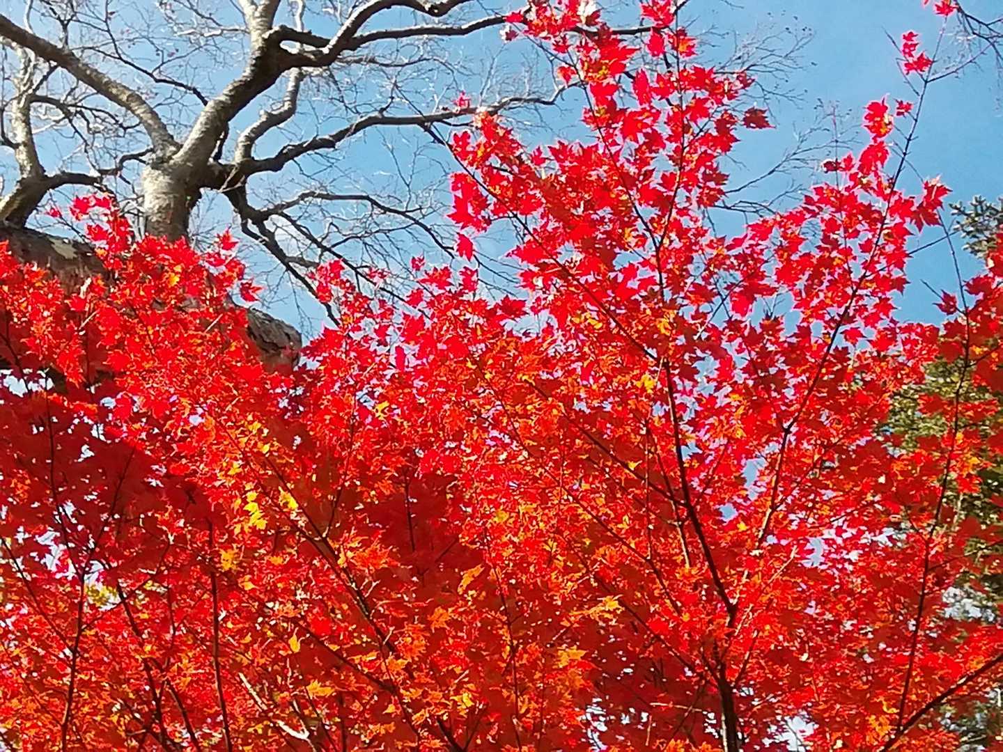 真っ赤🍁