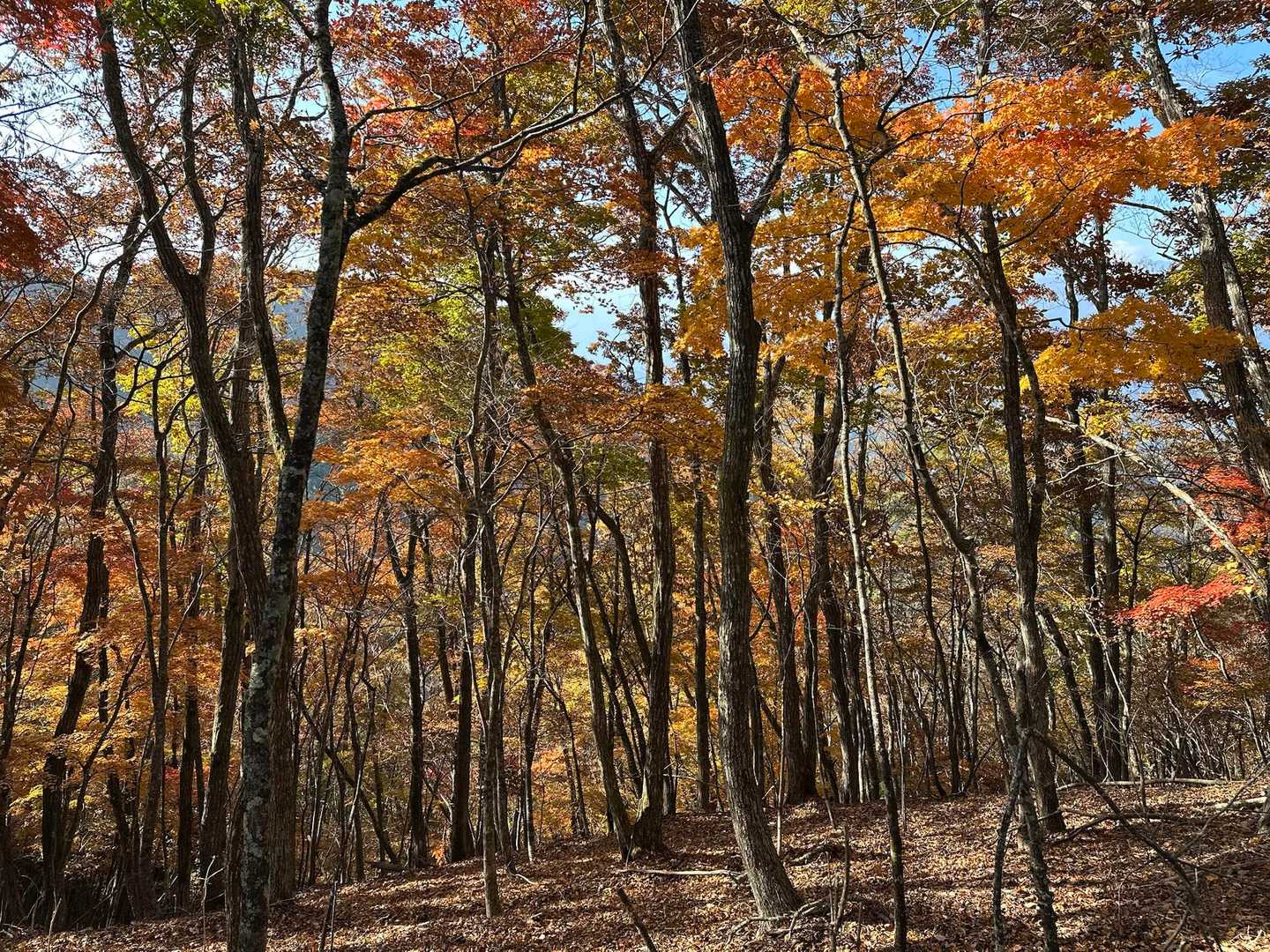 四尾連峠-大畠山-蛾ヶ岳 往復コースの写真