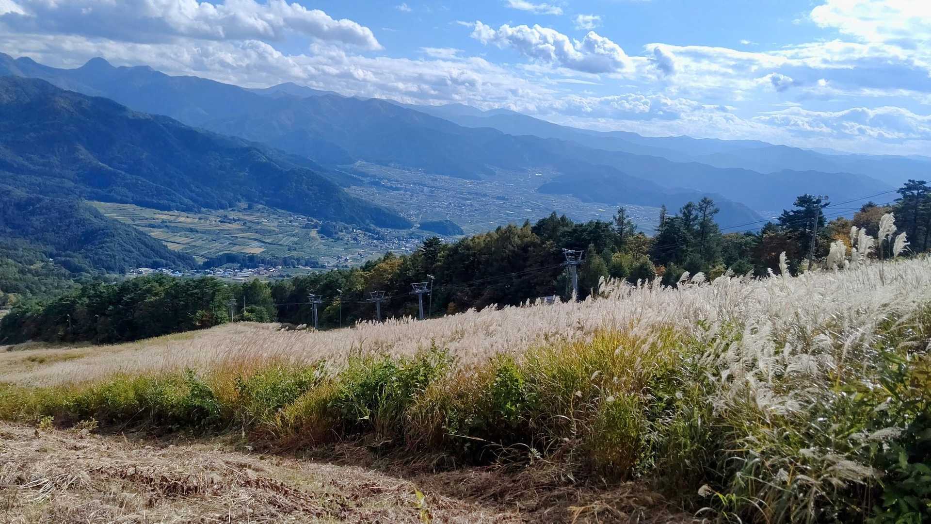 ススキ╰( ^o^)╮-｡･*･:≡🌾