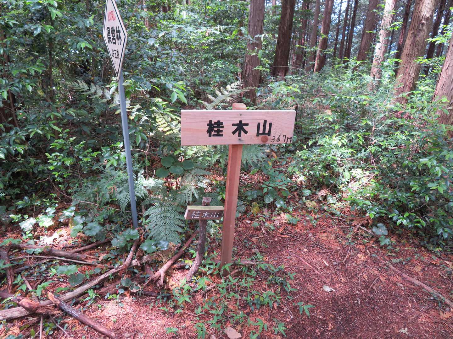 桂木山