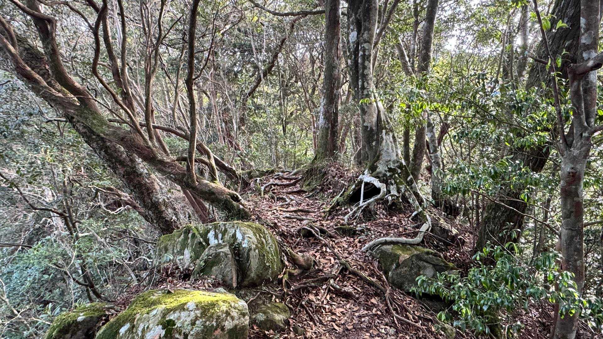 広葉樹林の中を歩くのは気持ち良い🤭