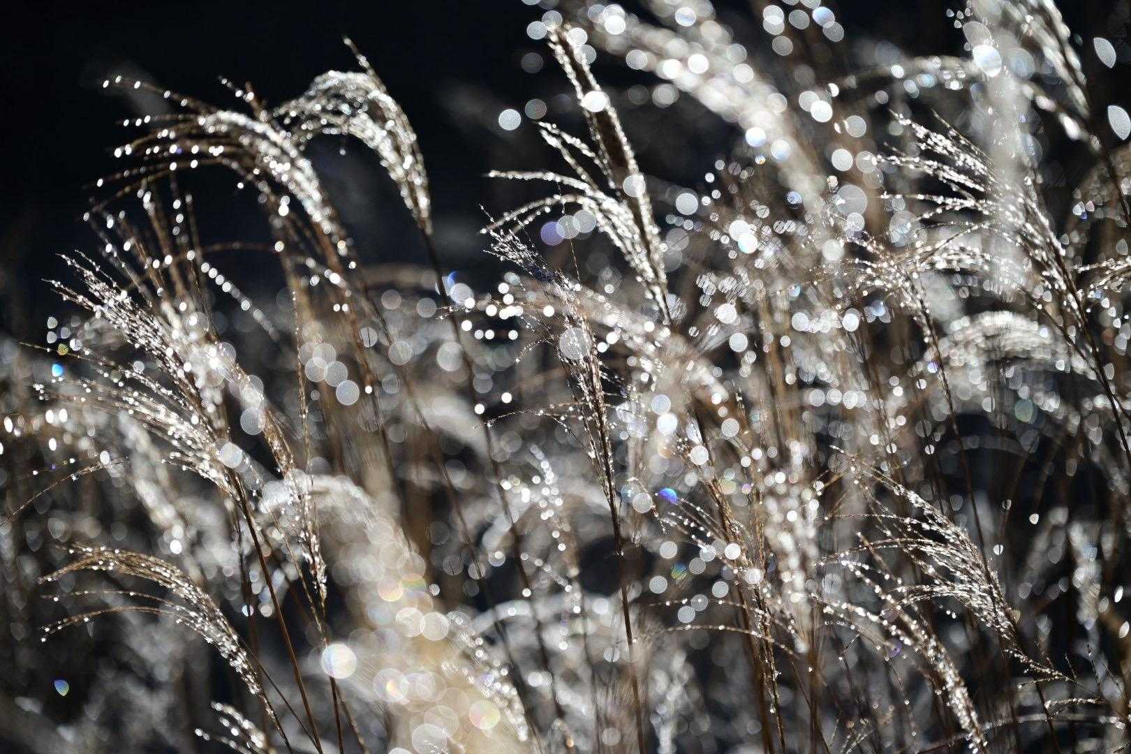 十里木-越前岳 往復コースの写真