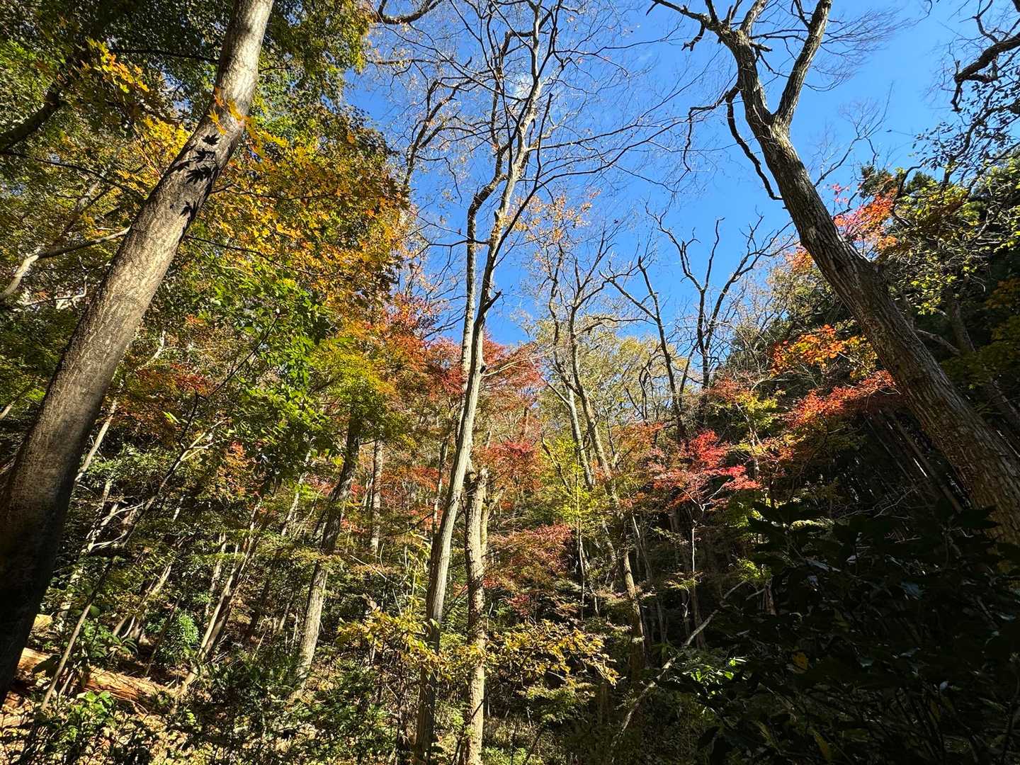 赤くなったらもっと見事だったね〜😁
周回して良かったです🥰🍁