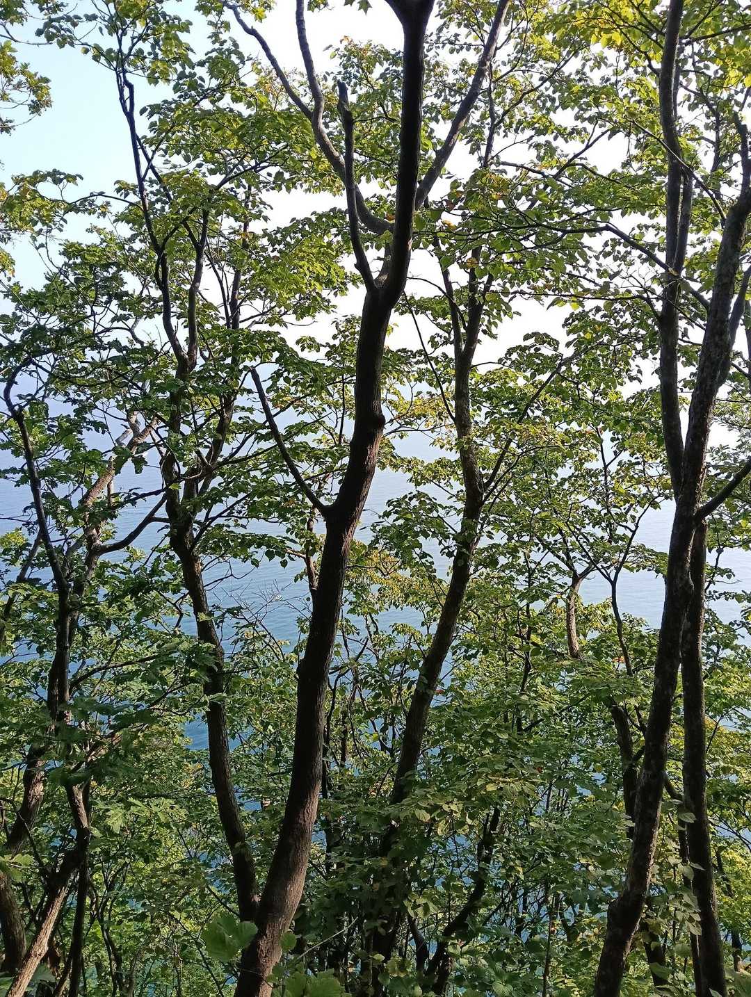 登山口から登り続けて、一旦平らな所を歩いた後の下り、その後稜線に出てようやく風を感じる所があったので足を止めて休憩、初めて登った時はここまで長い道程だった様に感じましたが、今は割とあっけなく感じました　これからもうひと登りと言う所です😊