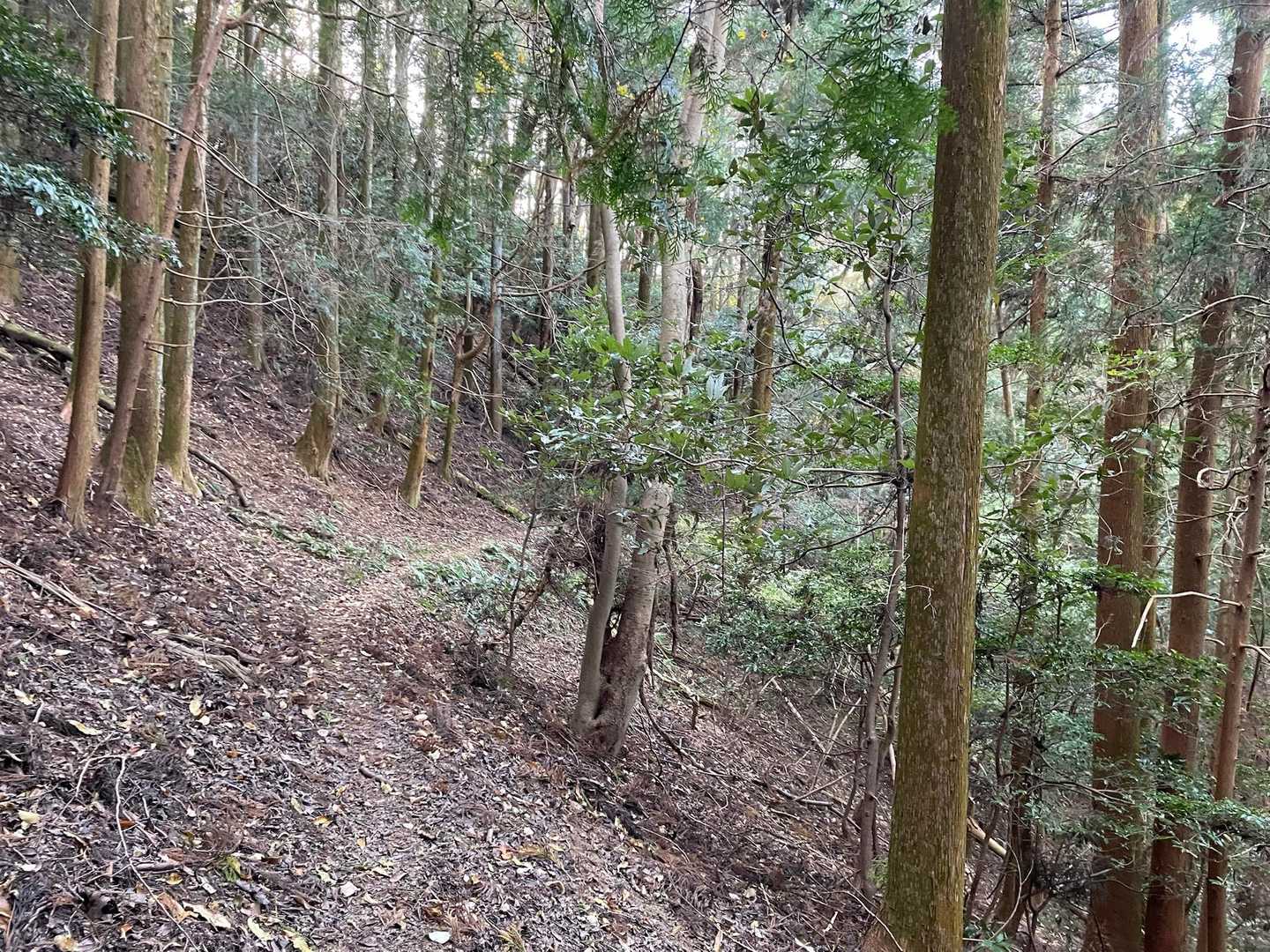 桝形山 往復コースの写真