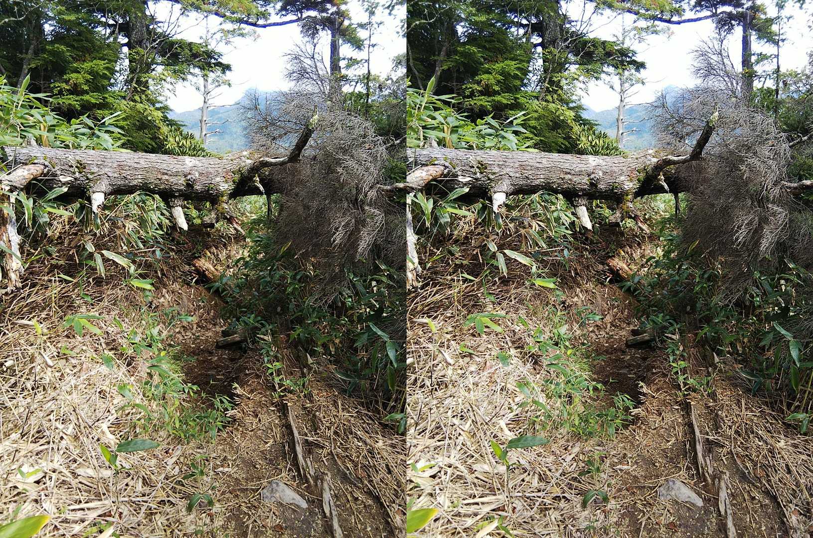 ここは倒木があって歩きにくいかと思ったら地面がえぐられて倒木はそれほど邪魔じゃなかった