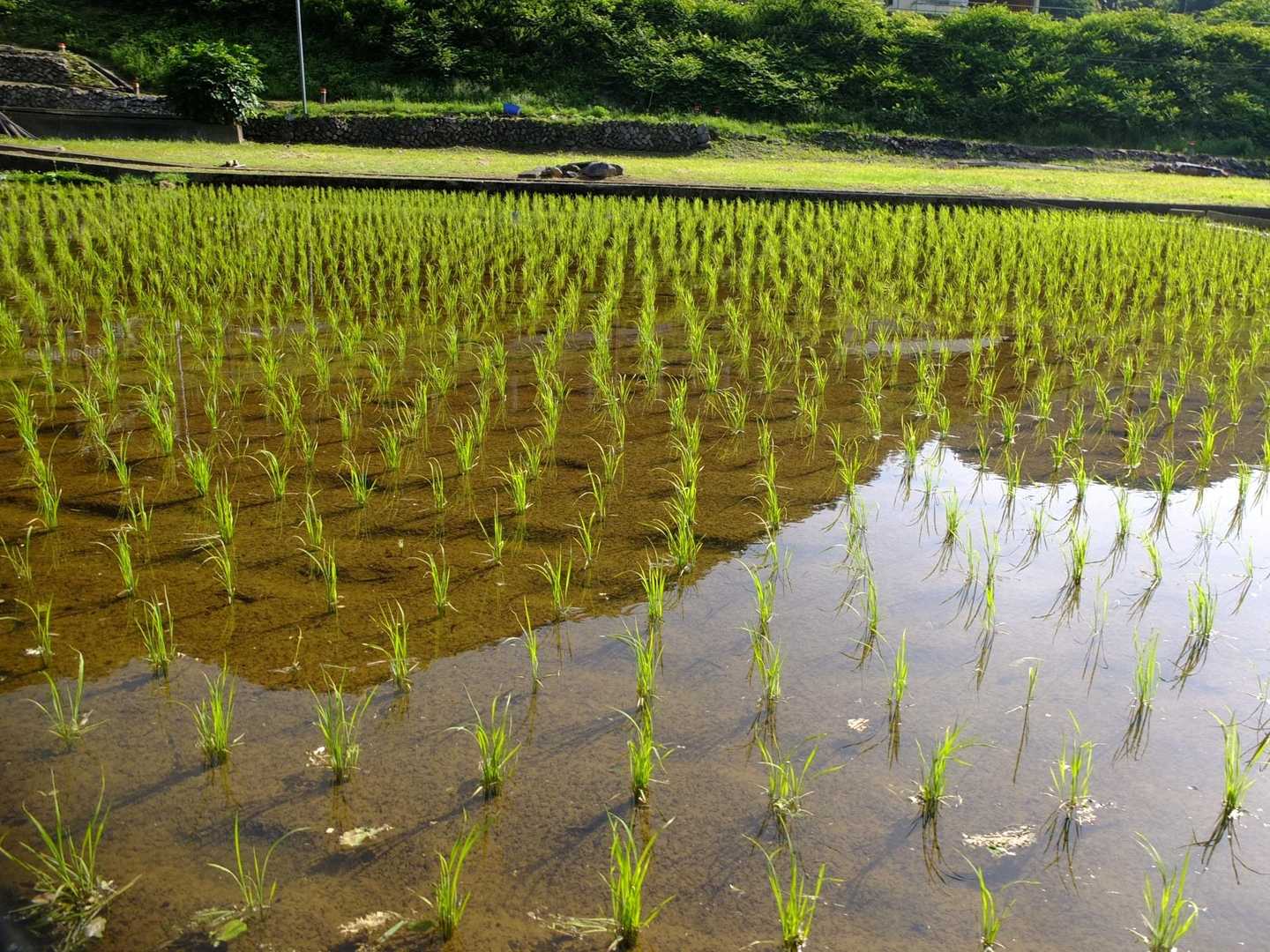 笹子駅からしばらく道路を進む。
手植えの田んぼがのどか。