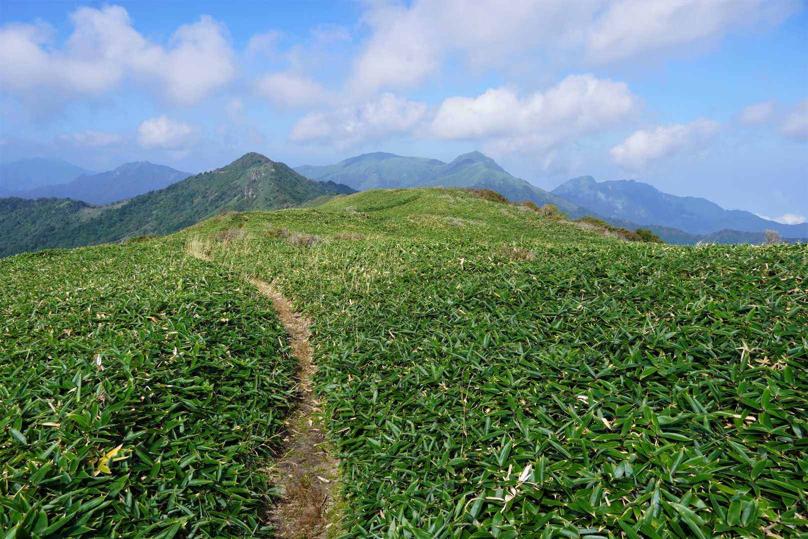 広々した山頂笹原の向こうに目指す冠山、その奥には笹ヶ峰・チチ山～沓掛山～黒森山