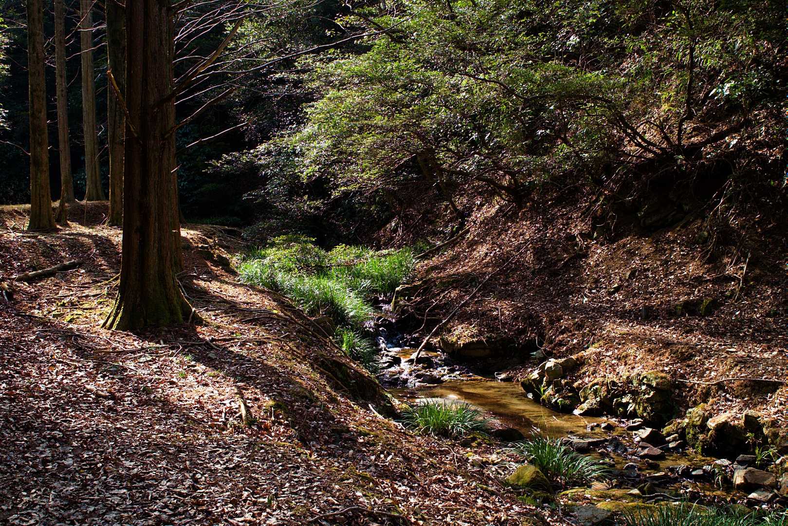 焼米ヶ原登山口-大原山 往復コースの写真
