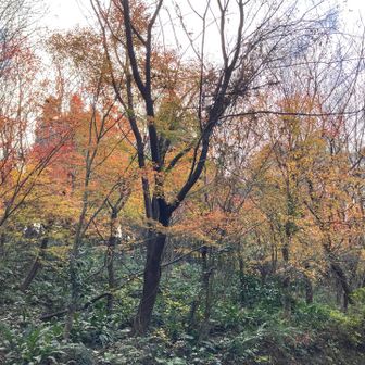 左側がさっき歩いた紅葉の森辺り