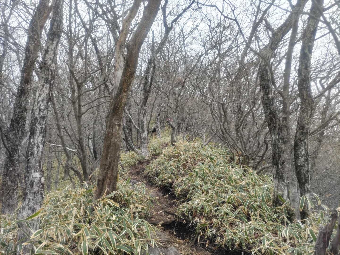 ここからは笹の坂をひたすら上がります。気温が低いので助かります😅