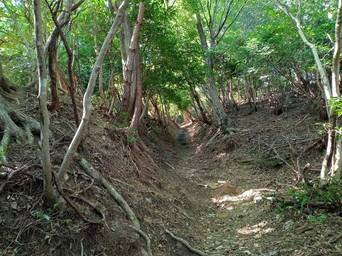 急登続く。