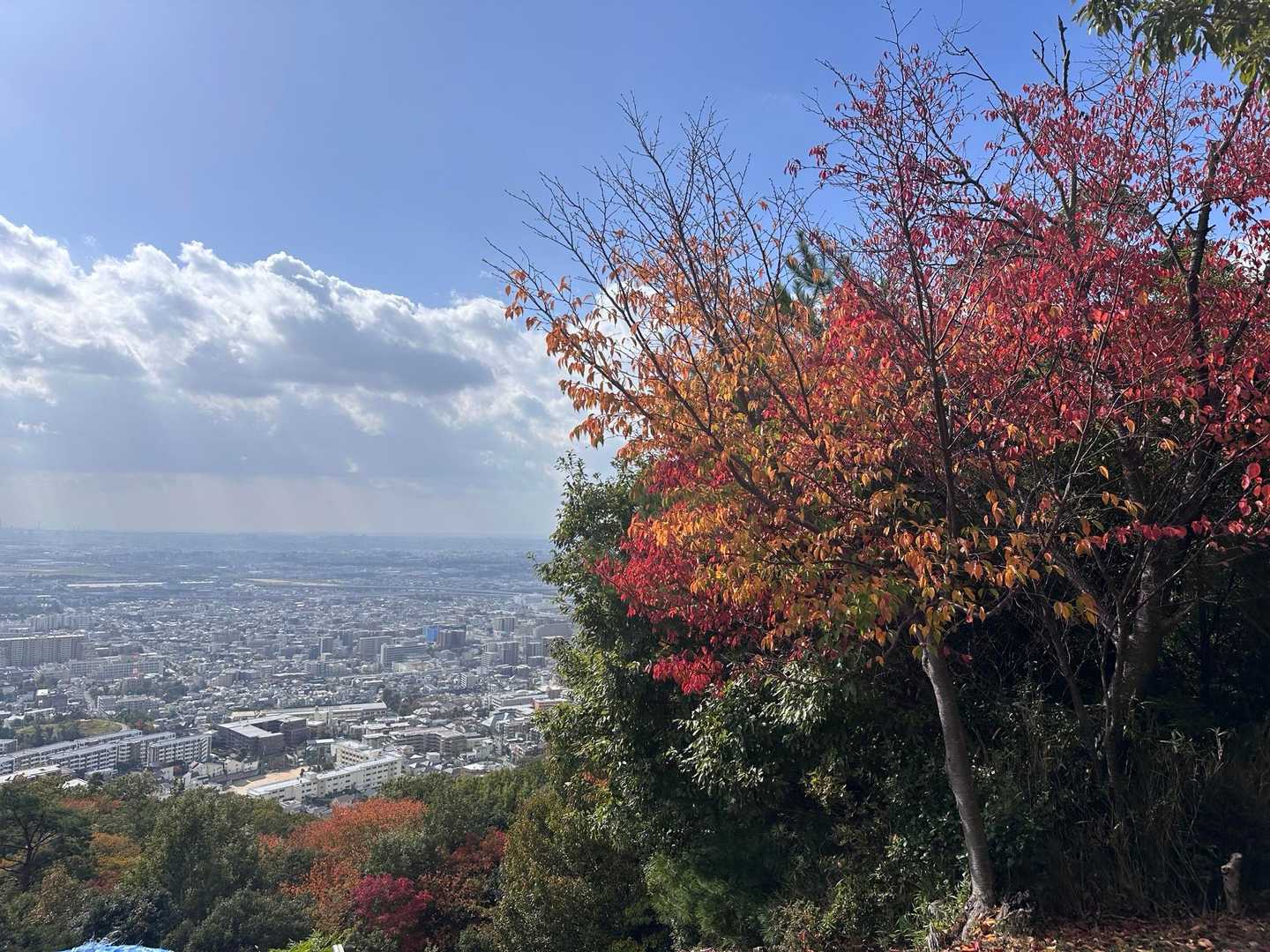 たまに紅葉してます🍁