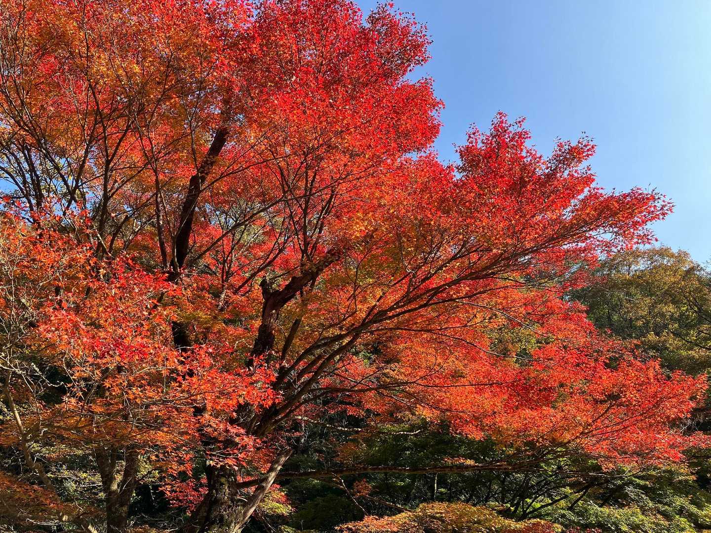 ここは紅葉大会開催中！？