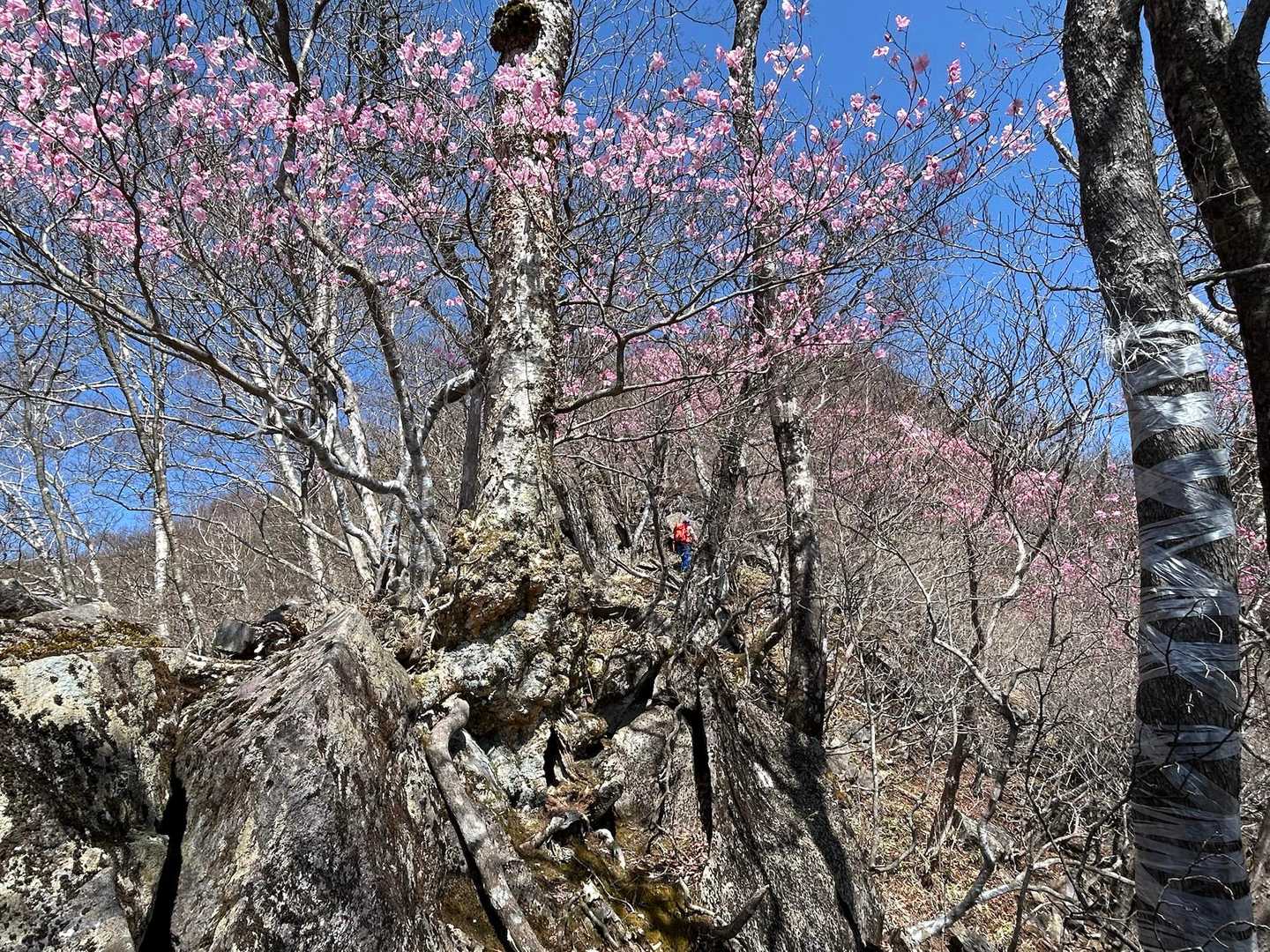 痩せ尾根の急登が続く