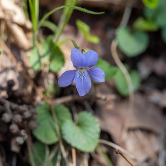アカフタチツボなども咲いていました
タチツボも種類が多いスミレですね
どこまで分類するか？悩みどころ🤔