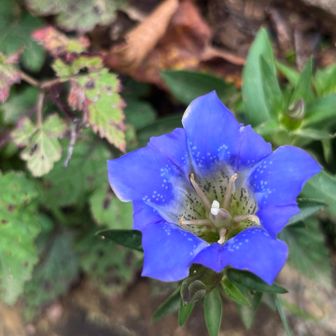 桔梗の花？キレイです