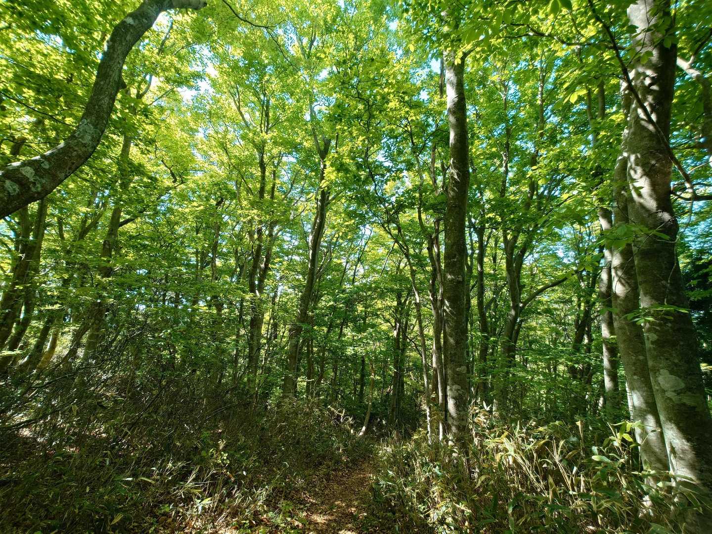 新緑🌱🌱🌱