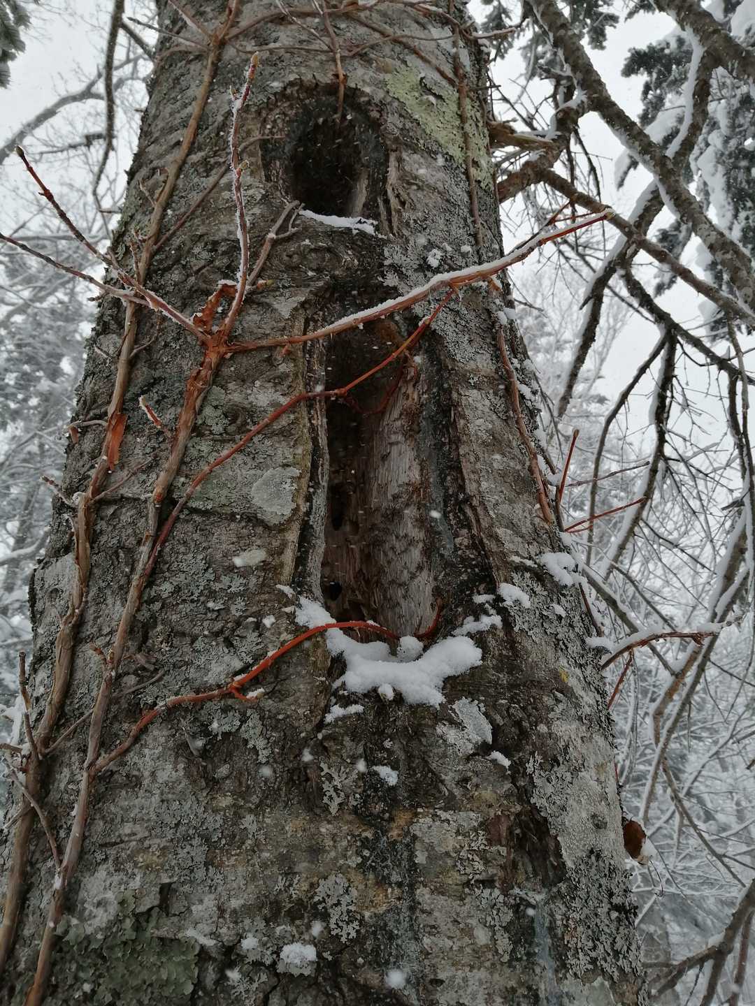 縦長の巣穴はクマゲラの作成です