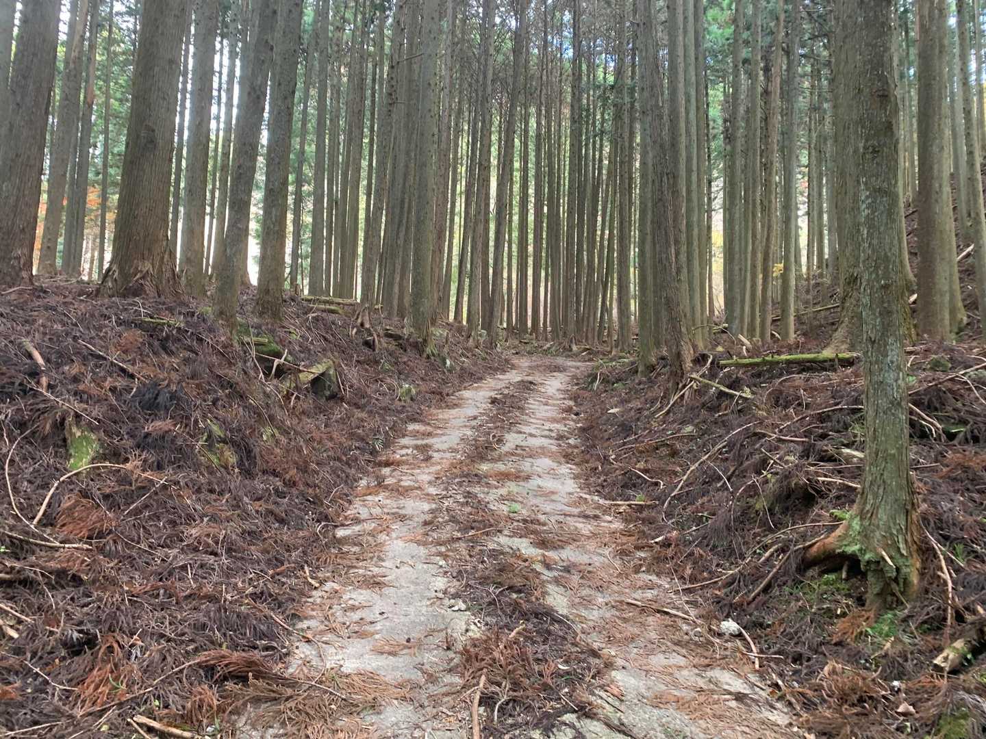 しばらくコンクリ道