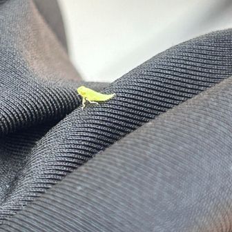 ワルそうな顔してます