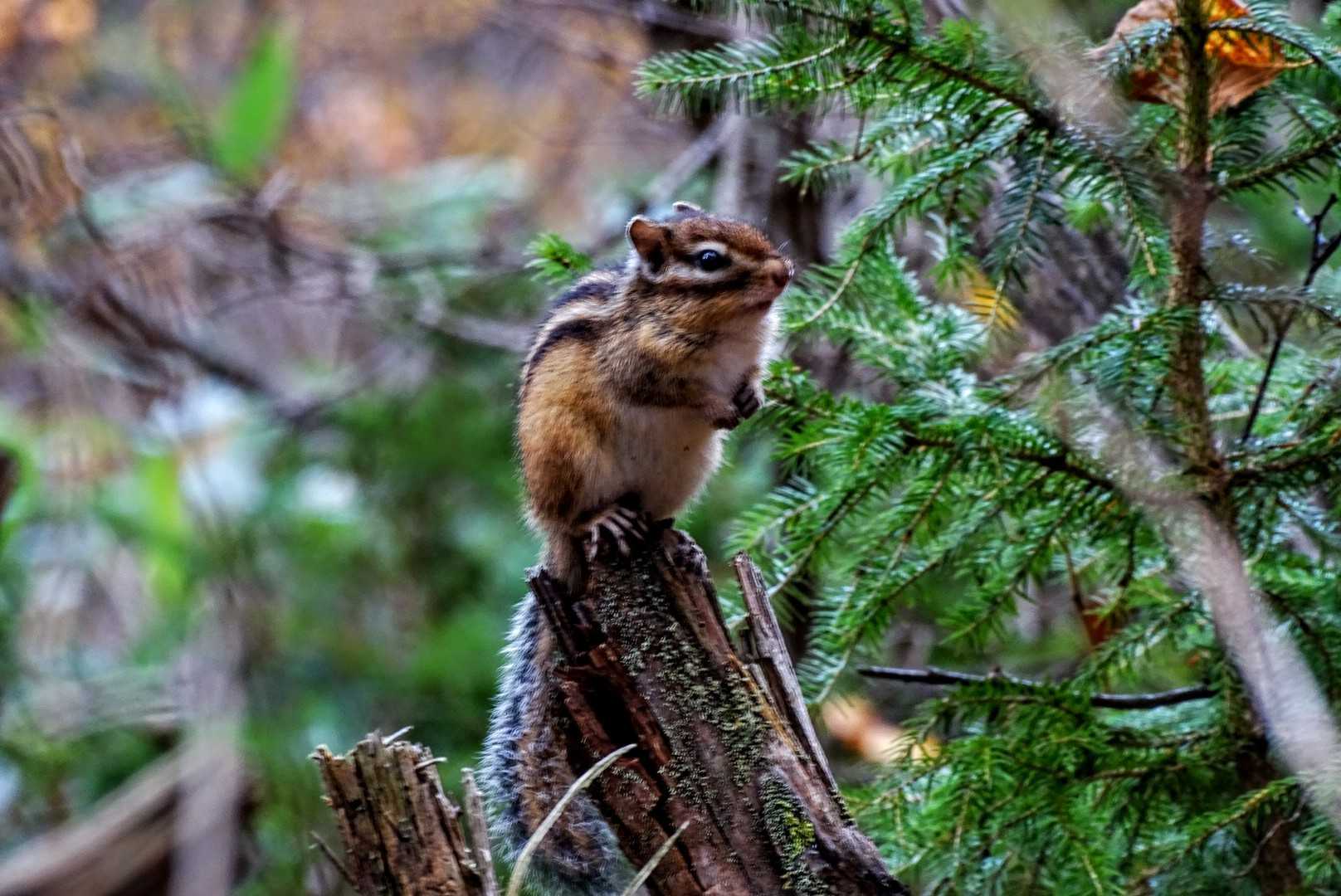じっとしてます🐿️