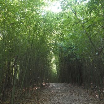 とても美しい竹林が出現🫢
皆さんの投稿にあった竹林はこれだな