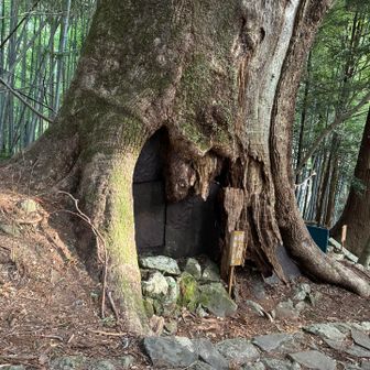 樹齢800年😳