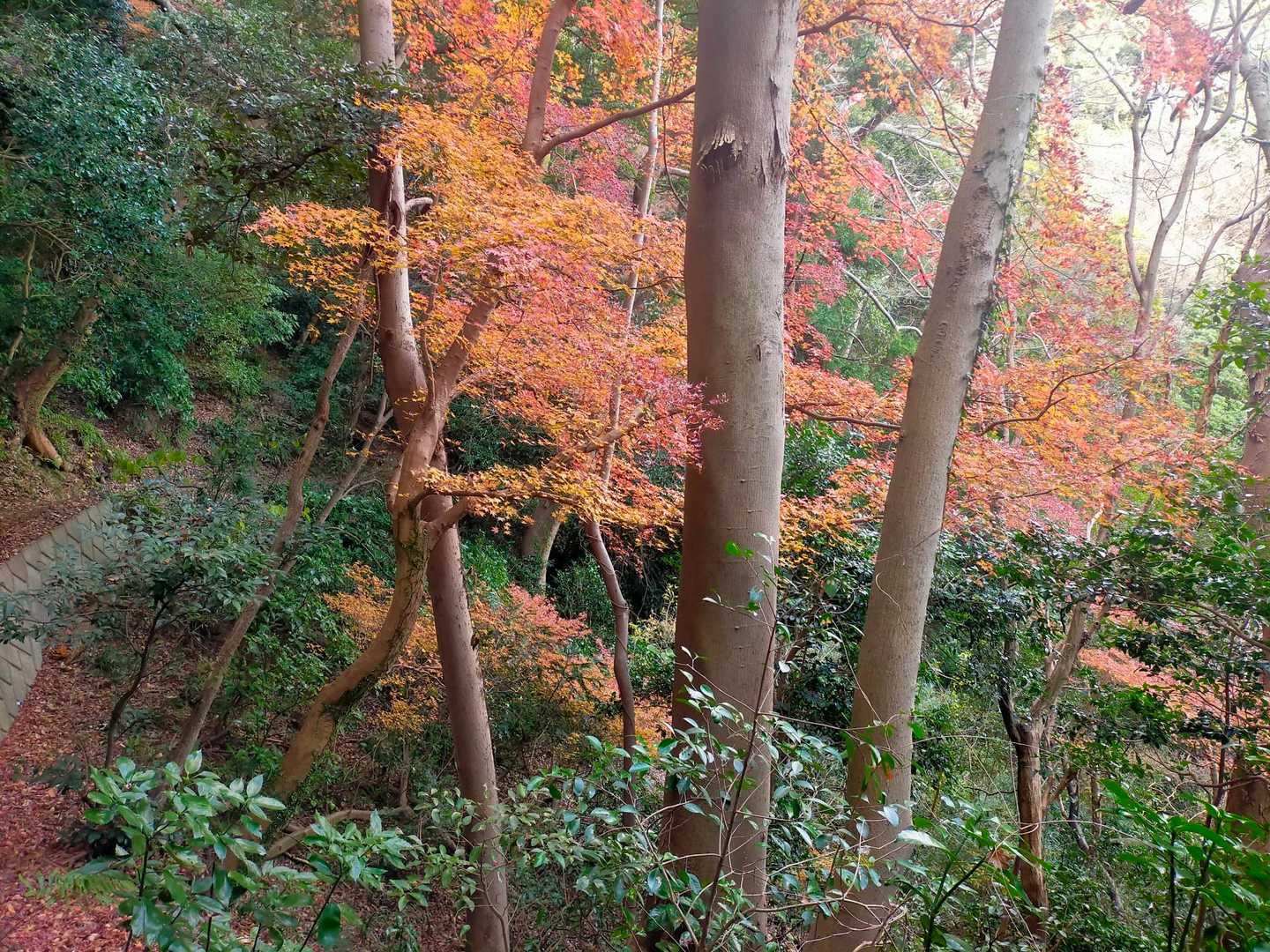 紅葉がまだ見ることが出来ます🧐