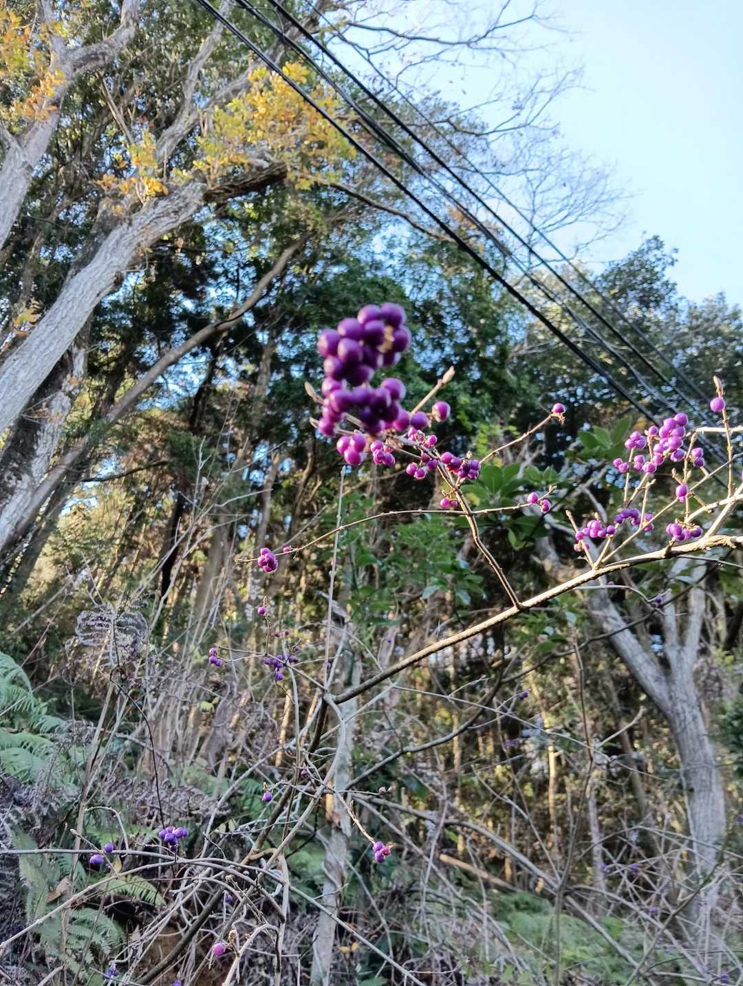 直ぐに林道へ😃