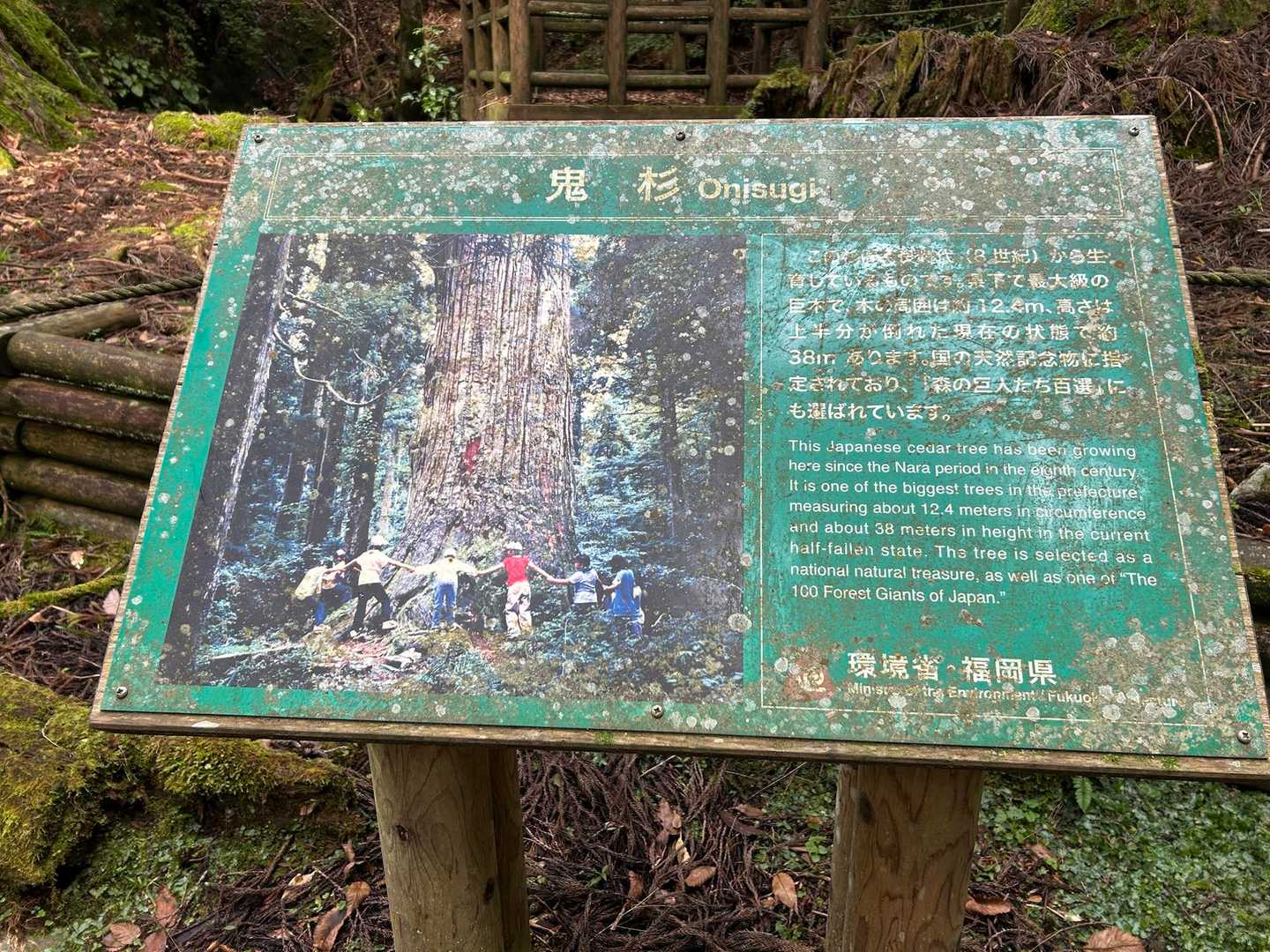 かの有名な鬼杉