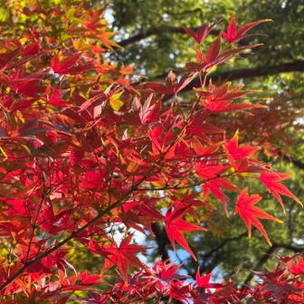 全体的には終盤ですが、まだ赤い紅葉もありました