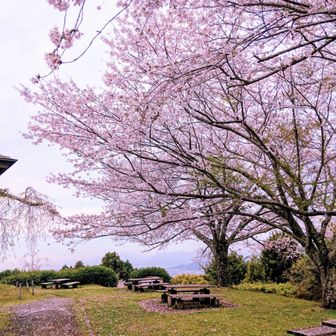 桜🌸〜ヒラヒラ舞い散る山歩きいいね〜🏃