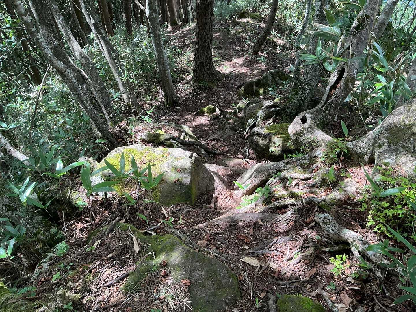 五里山のようなお尻をつくような斜面ではなくて良かった。

行った人のレポでは、激斜面だと書いていたので覚悟してはいたんです💦
