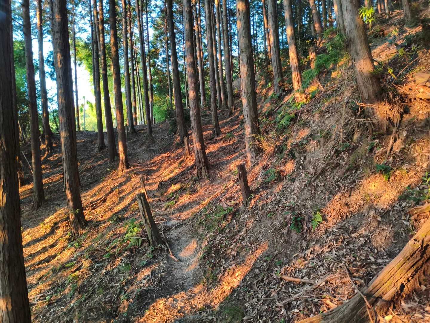 山の斜面にあたる朝日🌅