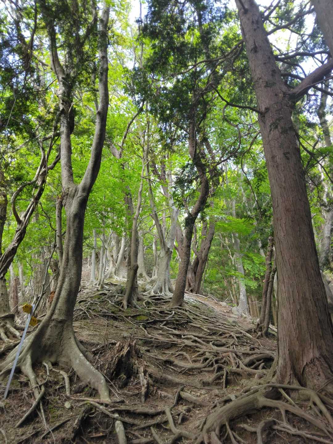 まあまあな坂道。この後の予定に間に合う様に我武者羅登山開始。