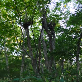ほらね、クマ棚じゃない!?